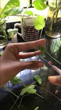 Pennywort propagation 💚