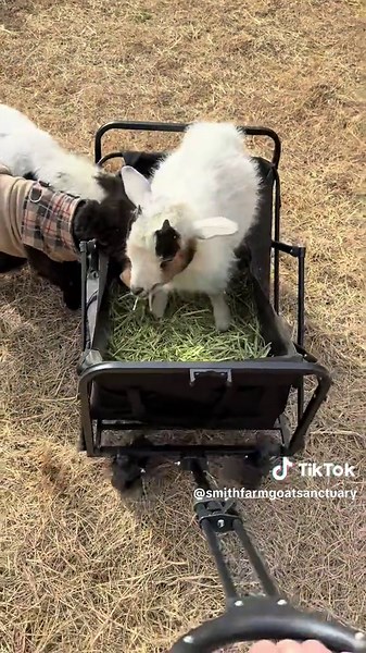 Training the kids to ride in a wagon 😅 Its working slowly but surely #ridingdirty #wagon #goats #goat #sanctuary #parade #nonprofit