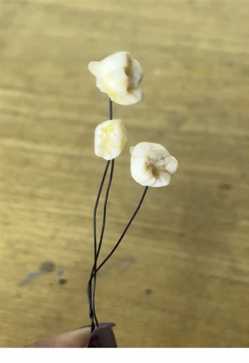 I’m starting on a series of small art pieces using teeth, hair, ? that will be available at my fall markets in Winnipeg and Vancouver. Here I’m prepping some baby teeth with wire. What will they become?? Stay tuned. . @🔮 Oddities & Curiosities Expo #process #workinprogress #humanteeth #victorianhairwork #odditiesandcuriosities #cabinetdecuriosites #weirdart