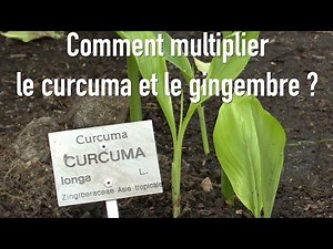 How to propagate ginger and turmeric at home?