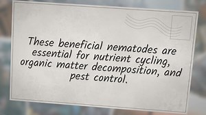 The role of nematodes in soil health