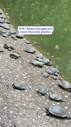Of all places, why here? #chinatravel #traveltips #chengdu