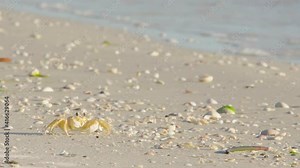 ghost crab feeding with claws amonst sandy beach full of shells