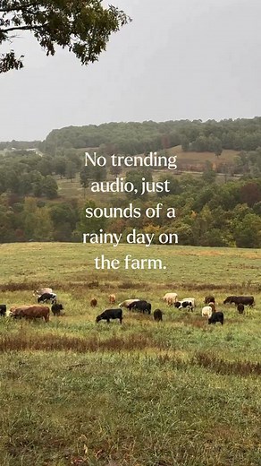 31 reactions | Fresh pasture, full bellies, dry bedding for the chickens— even on wet days, rotation and care continue. Slow work, soft sounds, healthy land, content animals. #grassrootscoop #regenerativeagriculture #meatwithintention #pastureraised #meatwithintention #knowyourfarmer #betterforyou #supportsmallfarms | Grass Roots Farmers' Cooperative | Facebook