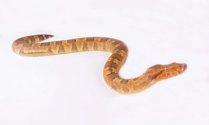 Viper Boa