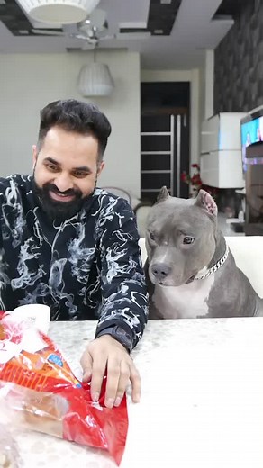 Brody 😂🐶😘 #harpreetsdc #brody #doglove #funny #doglove #americanbully #pitbull #hehe