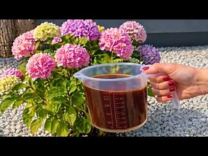 Plants fear hunger. Use coffee instead of chemicals