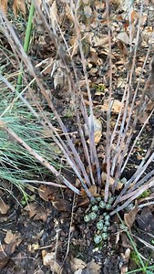 Im Winter durfte meine Fetthenne noch stehen bleiben – als Schutz für die Pflanze ❄️✨ Jetzt im Frühjahr, sobald der Neuaustrieb zu sehen ist, schneide ich die alten, vertrockneten Blütenstände bodennah zurück ✂️🌱 So bekommt die Pflanze wieder Licht, Luft und Kraft für die neue Saison 💚 Wichtig: Nicht zu spät schneiden, sonst verletzt man die frischen Triebe. Also lieber jetzt einmal sauber zurückschneiden – und dann einfach wachsen lassen 🌿 #fetthenne #staude #staudenbeet #rückschnitt #frühja