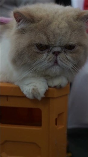 Le tempérament profond du chat persan