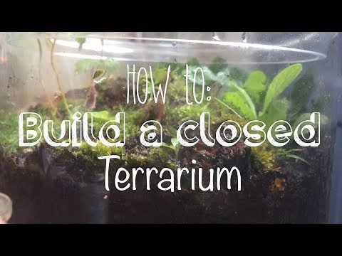 How to build a closed Terrarium