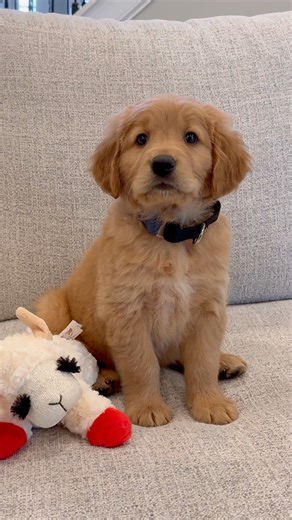 It was at this moment I knew my dogs were evil geniuses…. | Aguyandagolden