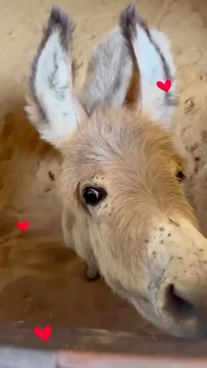 Our baby donkey, Caju 😍 Donkeys are surprisingly affectionate. They seek out their trusted humans or other animals, whether to be petted or simply to stand nearby. They can become quite close to dogs, horses, and other pasture pals. Their fellow donkey friends, though, are extraordinarily important to them; they form such strong bonds that when a companion dies, they mourn them. #ProtectAnimalsWorldwide #donkeyrescue #babydonkey #donkeylove #donkeylover #donkey #rescueismyfavoritebreed #saveali