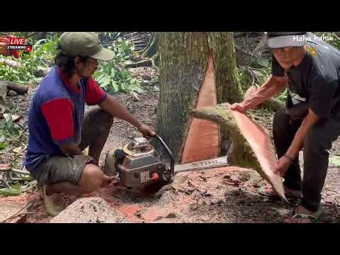 "LIFE ON THE LINE! Extreme Felling of a Huge Tree"