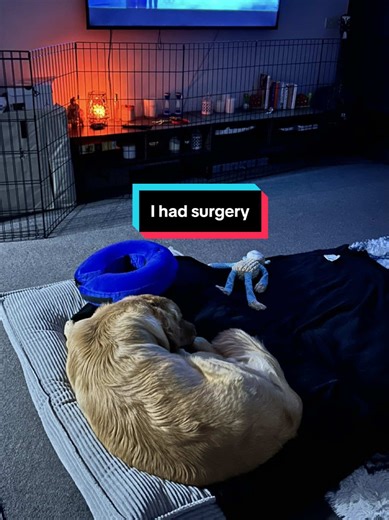 Luca's Successful Neutering Journey