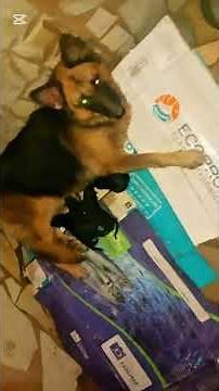 "The Journey Of A German Shepherd | From Mating To Mother hood”