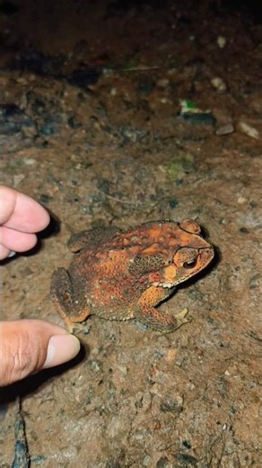 funny toads 😂😂😂🤣😅