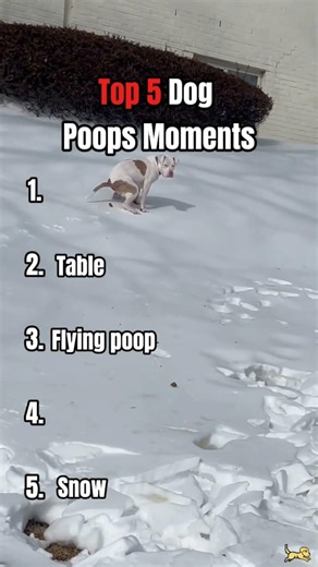 Top 5 poop moments