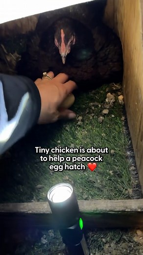 The Dodo on Instagram: "She's a fierce protector of this huge peacock 💙💜 We spoke to @coachadaurie about how her chicken, Susan, took baby Peawee in as her own, and how the experience prepared Susan to raise three more peacock babies!"