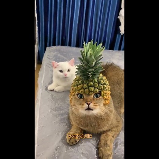 Cute Cat Short | Funny Kitten Moments 2025