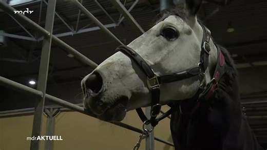 Partner Pferd rüstet sich für das Weltcup-Wochenende