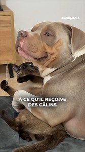 Comment lui expliquer qu'il ne peut pas forcer le chat à lui donner de l'affection, ce chien pense que le chat est sa peluche. Crédits @americanbullysr.baileys (https://www.tiktok.com/@americanbullysr.baileys/). | Le Kiwi