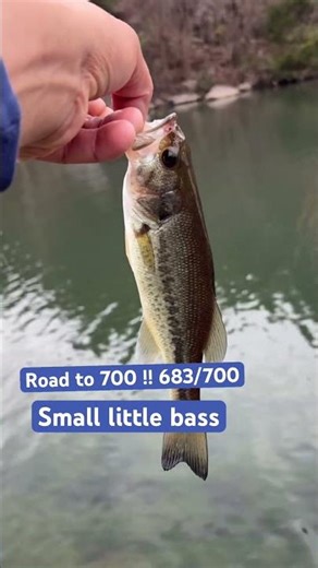 Almost to 700 subs !! #bassfishing #fishing #fish #bass #fisherman #fishingvideo #fishinglife