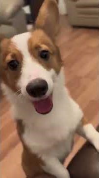 Short Leg Problems in Dogs 🐶 | Causes, Health Risks & Care Tips
