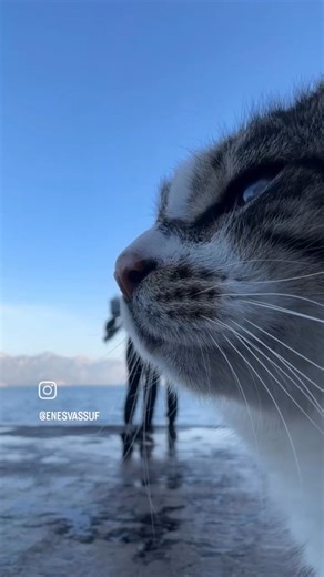 Wild Geography | Surprise 😻😻 Video by @enesvassuf #wildgeography #snapshot #surprise #cat | Instagram