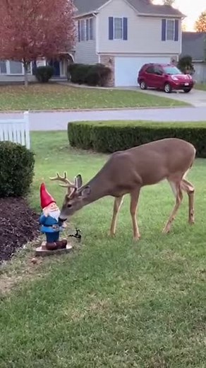 Someone needs to tell these deer that suburbs are SAFE 😭🦌 Watch these wild deer absolutely PANIC over the most normal things: 💦 Garden sprinklers = TERROR 🎅 Deflated Christmas decor = ENEMY 🤸 Trampolines = DEATH TRAP 🪞 Their own reflection = RIVAL ⚽ A plastic ball = ATTACK The way that deer tried to fight its own reflection in the car mirror sent me into ORBIT 💀💀💀 Tag someone who has deer in their neighborhood causing absolute mayhem every morning 😂 Double tap if you've ever watched a 