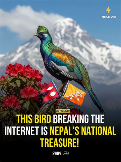 NepalVue | Meet Nepal’s Danphe... The bird breaking the internet and flying straight into hearts! The Himalayan monal, a high-altitude "living... | Instagram
