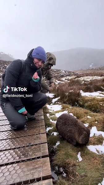 Encounters with Tasmanian Wombats at Cradle Mountain