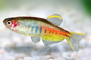 Glowlight Danio - Celestichthys choprae Fish Profile & Care Guide