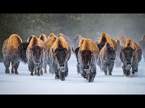 Bison are the largest land animals in North America | American Bison Sound