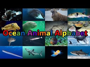 KIDS BOOK READ ALOUD with words | Ocean Animal Alphabet
