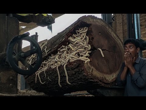 Something strange came out through the fibers of this big rain tree, This is what happened!!