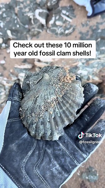 Discovering 10 Million Year Old Fossil Clam Shells