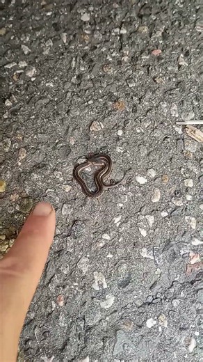 Baby Garter Snake