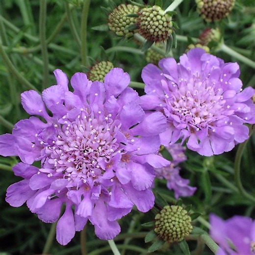 Pincushion Flower Care and Growing Tips
