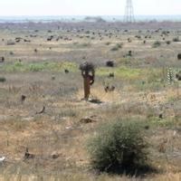 Sudan's historic acacia forest devastated as war fuels logging