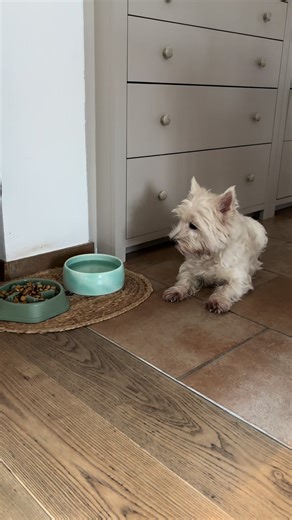 #funnydog #westhighlandwhiteterrier #fyp #funnymemes #funnydog
