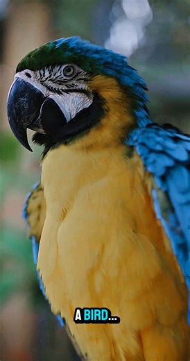 This is macaw #facts #animals #birds #macaw #shorts