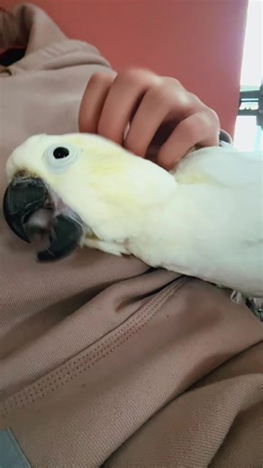 Cuddle Chicken 🥰 #cockatoo #cockatoos #cuddles #cutebirds #cuteanimals