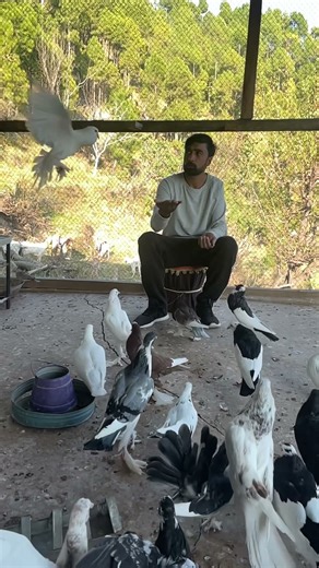 How to Train Your Pigeon (and Why You Should)