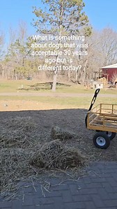 #emotionalrescuedogs #dogrescue #adoptdontshop | Emotional Rescue LLC