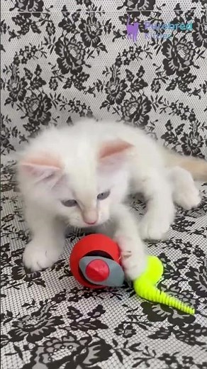 Meet Cedric: Cream Lynx Mitted Ragdoll Kitten 💙 Blue-Eyed Beauty Seeking Forever Home #RagdollKitten