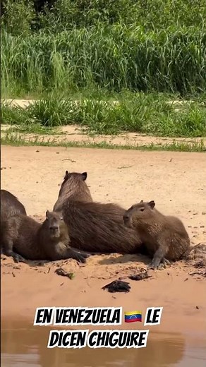 Capibara el roedor más grande del mundo #youtuber #shorts #youtube #venezuela #viralvideo #viral #yt