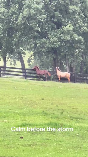 Magnificent Horse Stampede: Power and Precision in Motion