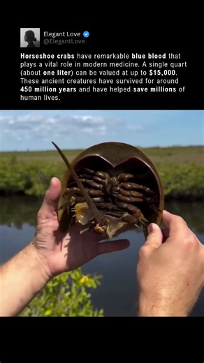 $15K Blood of 450M Year Old Crabs 🩸