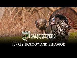 Turkey Biology and Behavior