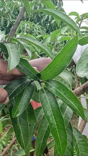 අඹ ගහේ ගෙඩි නැද්ද? එසේනම් නිවැරදි කප්පාදුව ඉතා වැදගත් | TJC අඹ වගාව